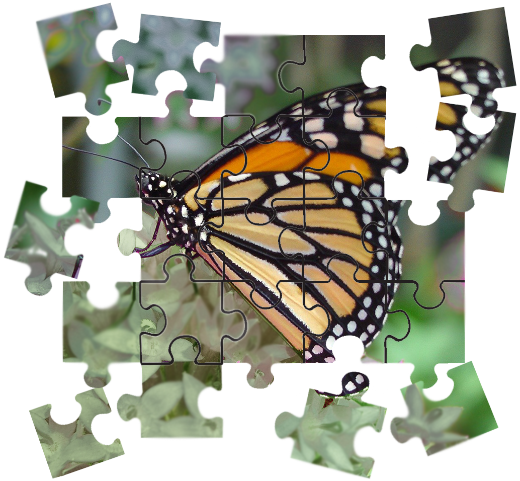Pieces of a puzzle of a monarch butterfly